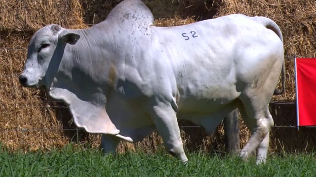 Lote 52