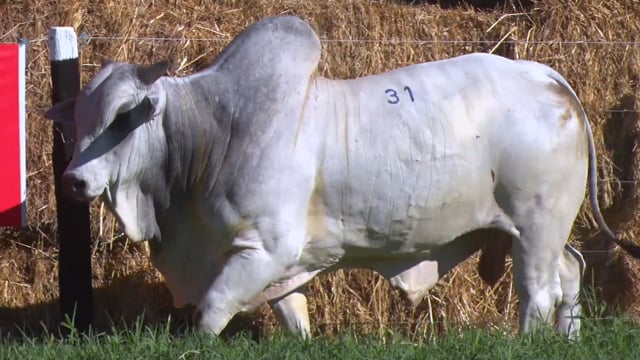 Lote 31