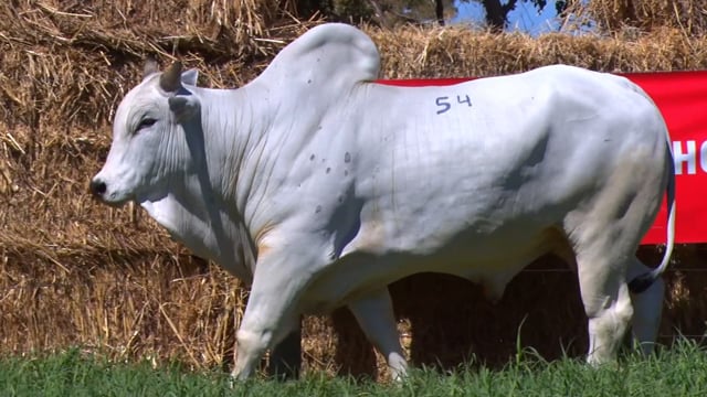 Lote 54