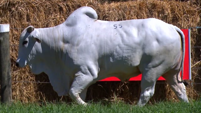 Lote 55