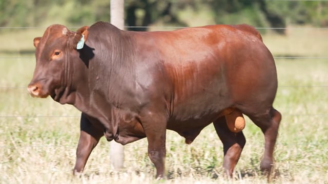Lote 35