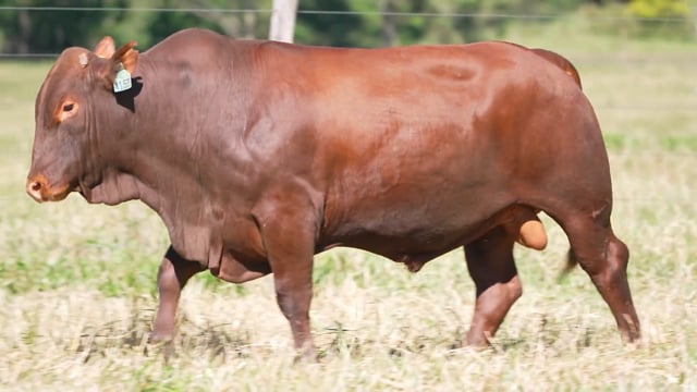 Lote 41