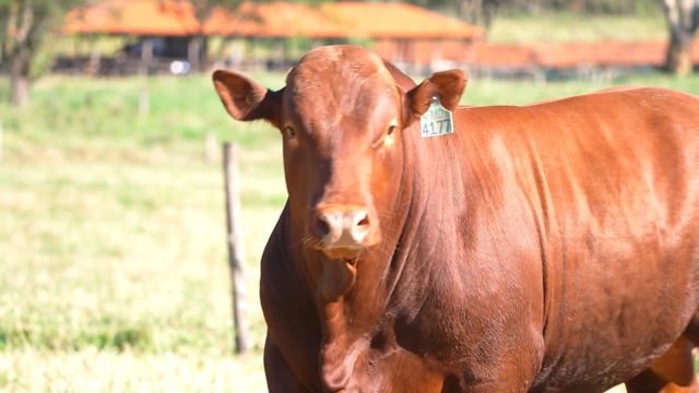 Lote 45