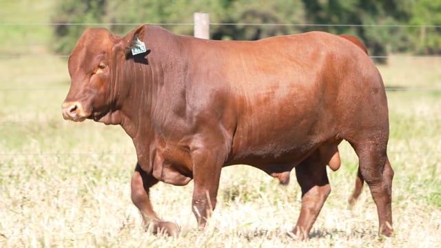 Lote 65