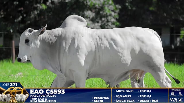 Lote 371