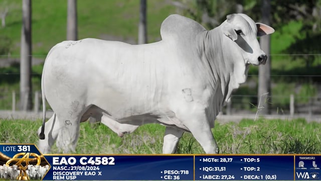 Lote 381