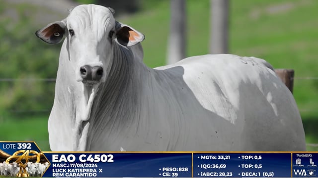 Lote 392