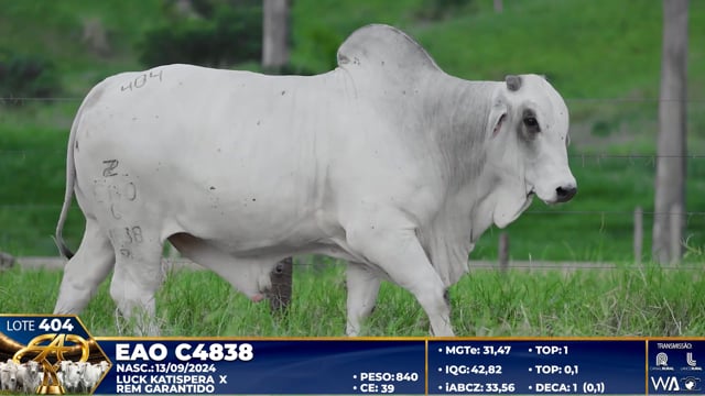 Lote 404