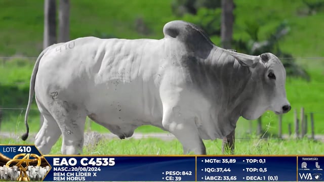 Lote 410