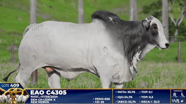 Lote 409