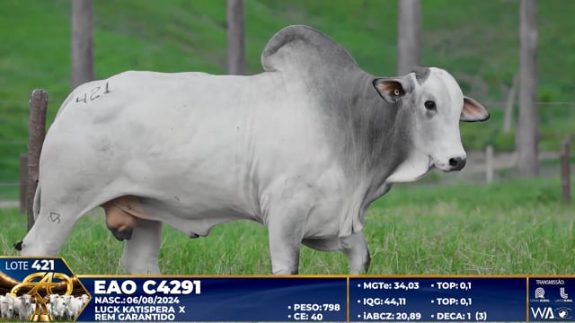 Lote 421