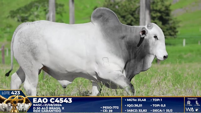 Lote 423