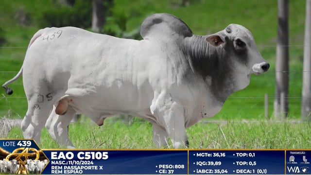 Lote 439