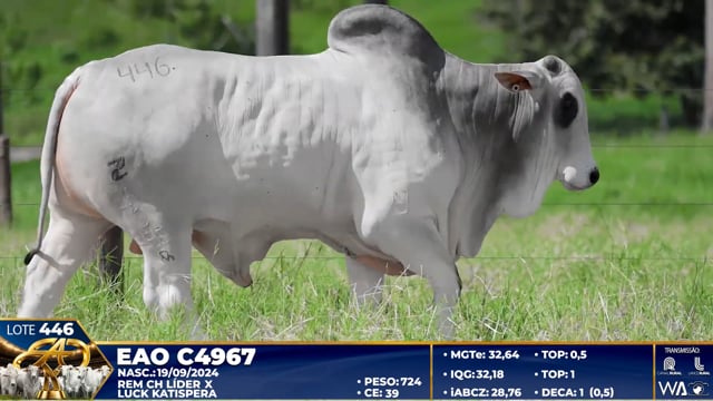 Lote 446