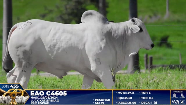 Lote 455