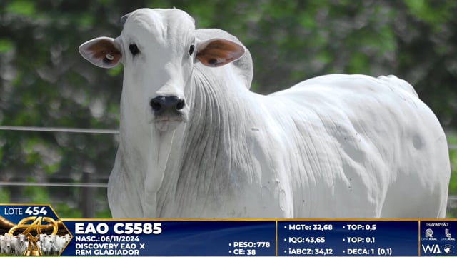 Lote 454