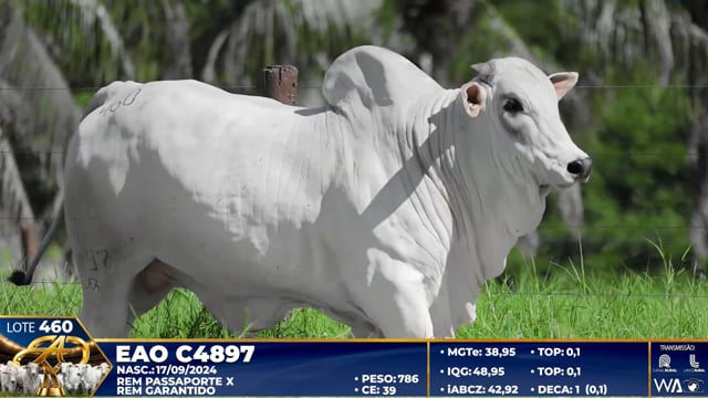 Lote 460