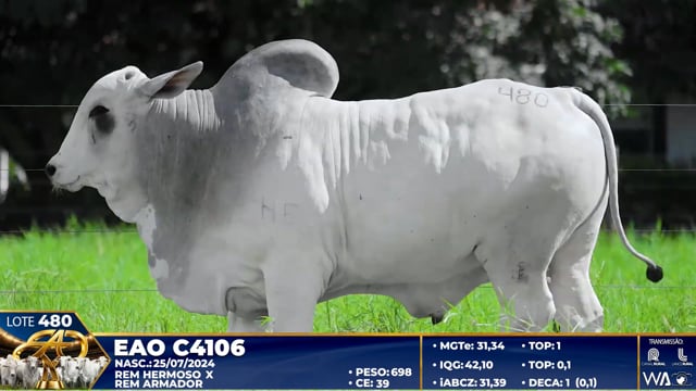 Lote 480