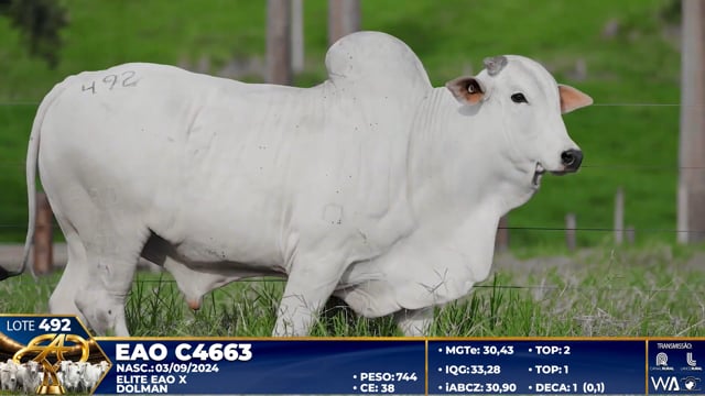 Lote 492