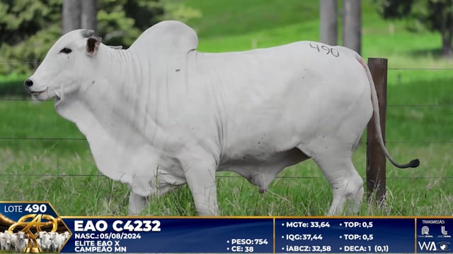 Lote 490