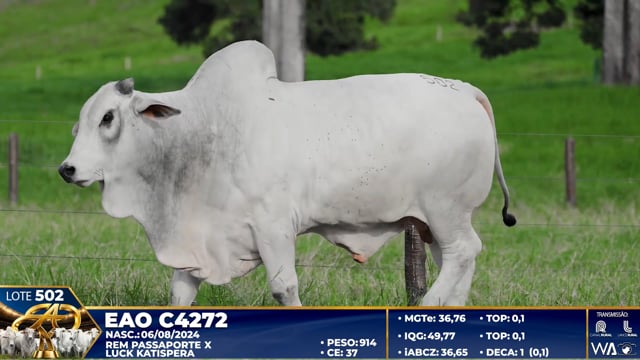 Lote 502
