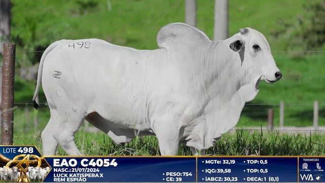Lote 498