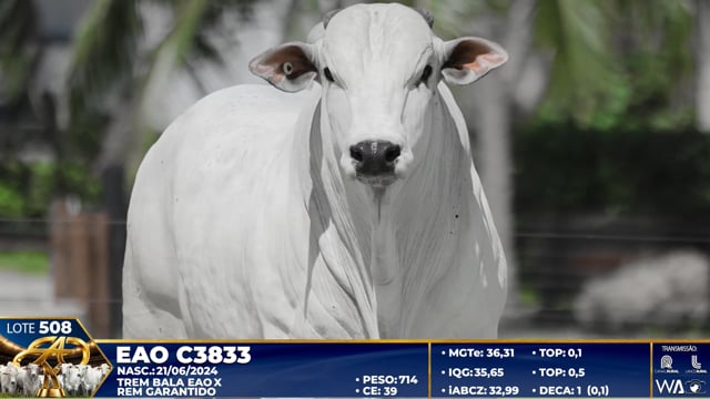 Lote 508