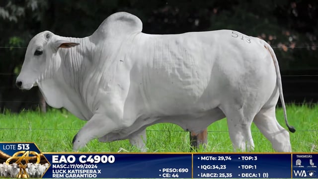 Lote 513