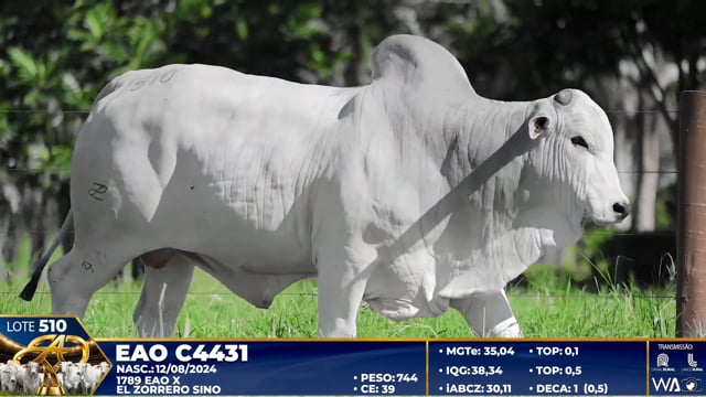 Lote 510