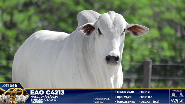 Lote 516