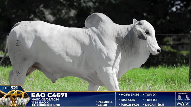 Lote 521