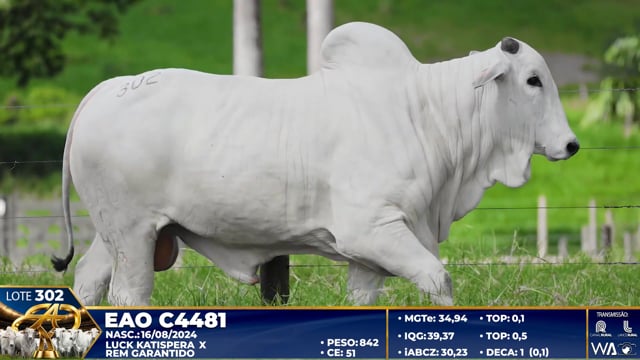 Lote 302