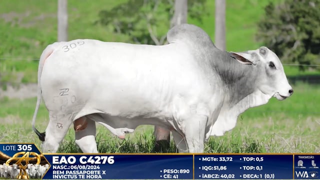 Lote 305