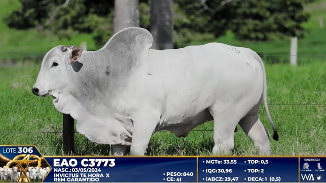 Lote 306