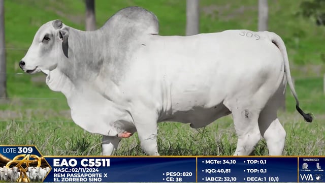 Lote 309