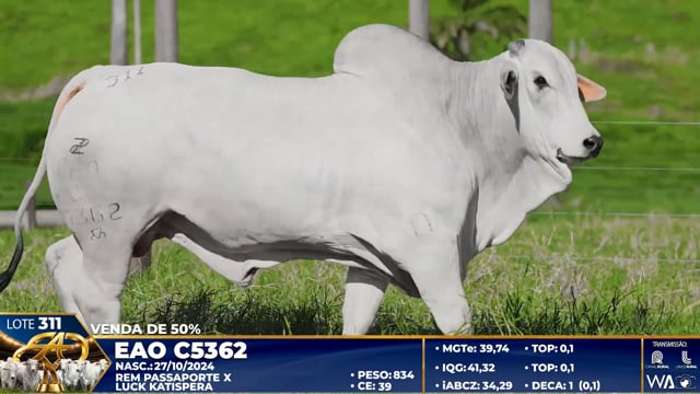 Lote 311