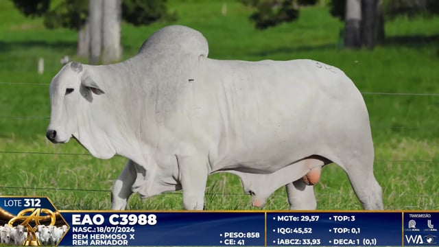 Lote 312