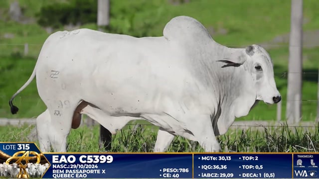 Lote 315