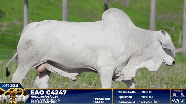 Lote 323