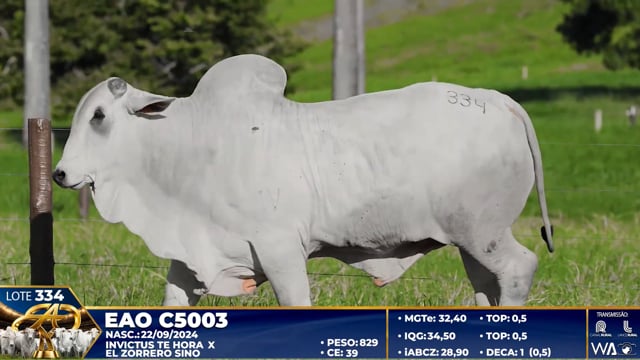 Lote 334