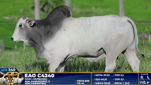 Lote 340