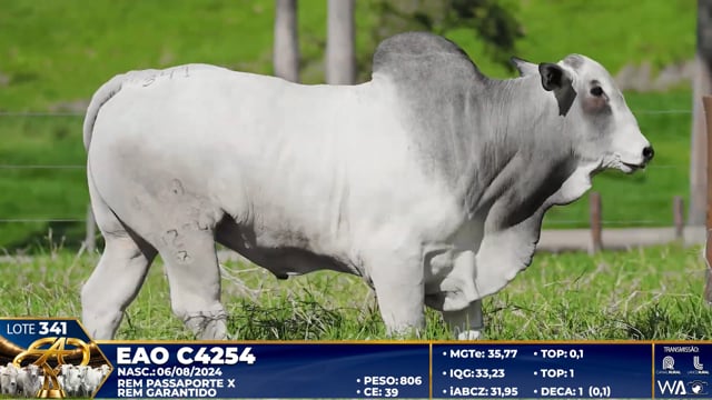 Lote 341