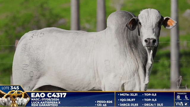 Lote 345