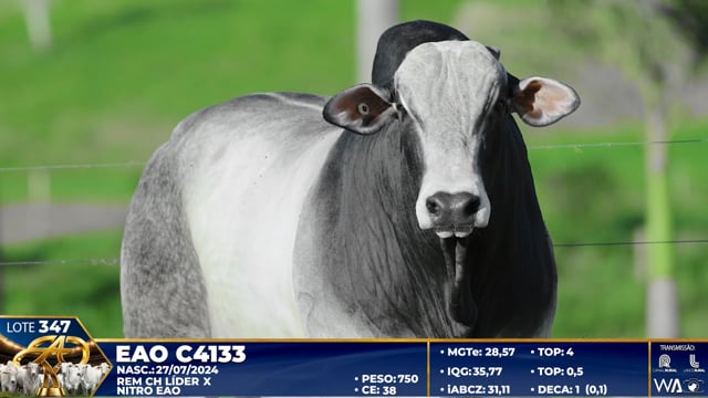 Lote 347