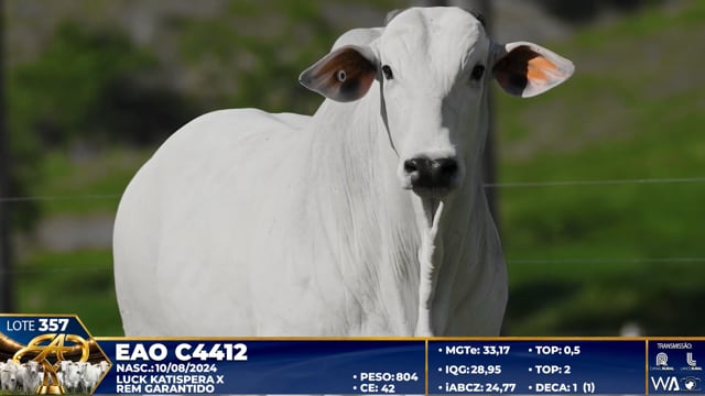 Lote 357