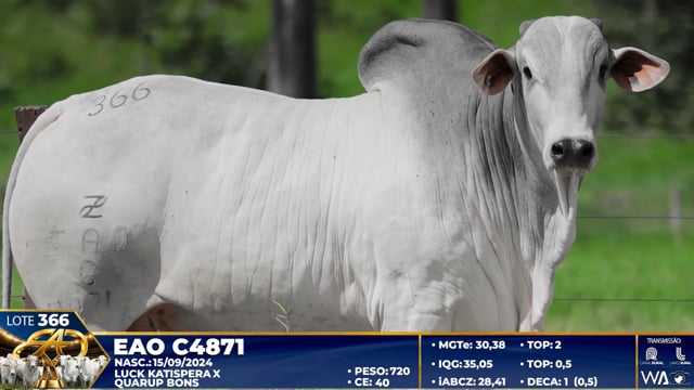 Lote 366