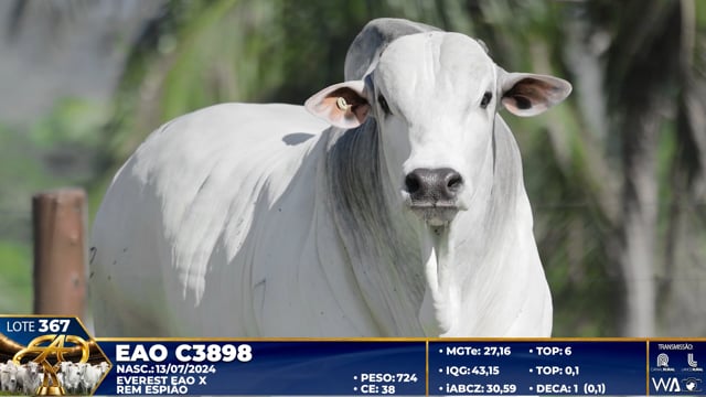 Lote 367