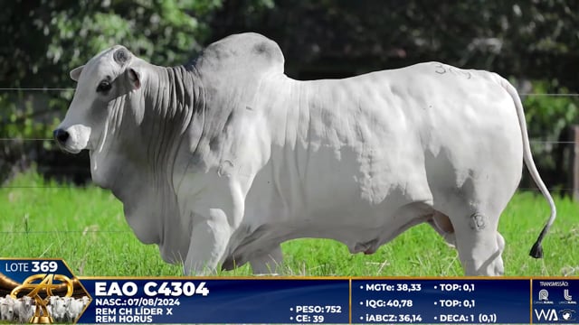 Lote 369