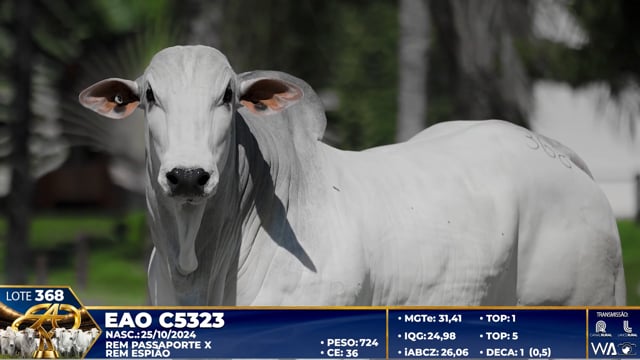 Lote 368