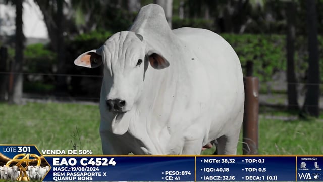 Lote 301
